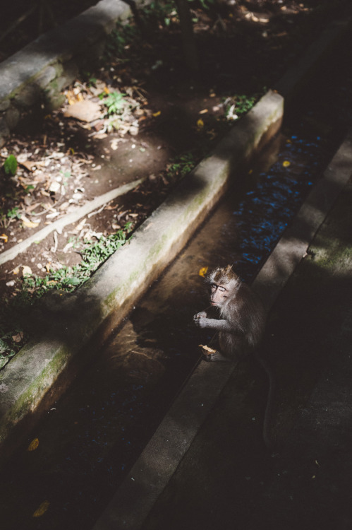 More Monkey business in Ubud Monkey Forest