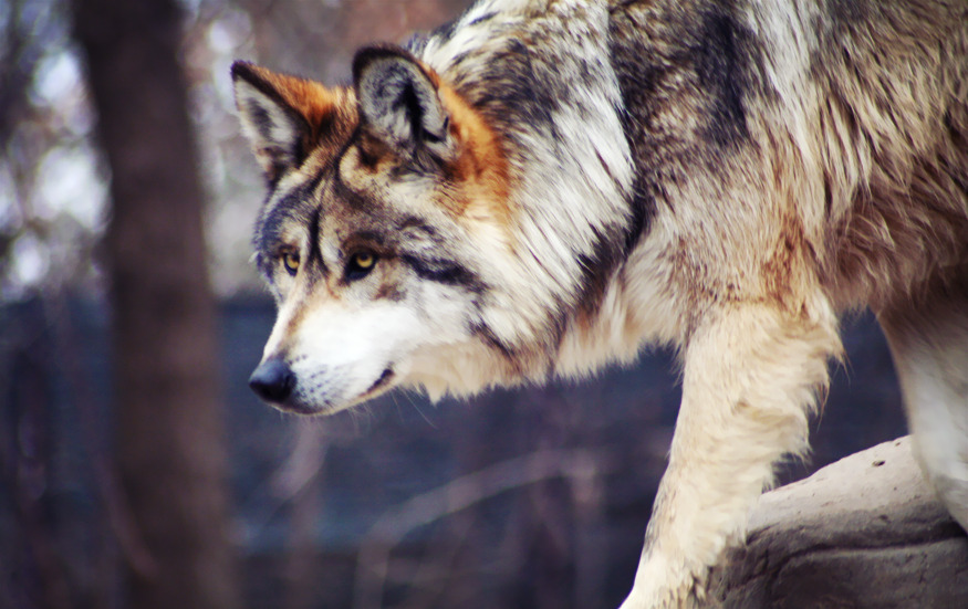 Wolf from Minnesota Zoo.