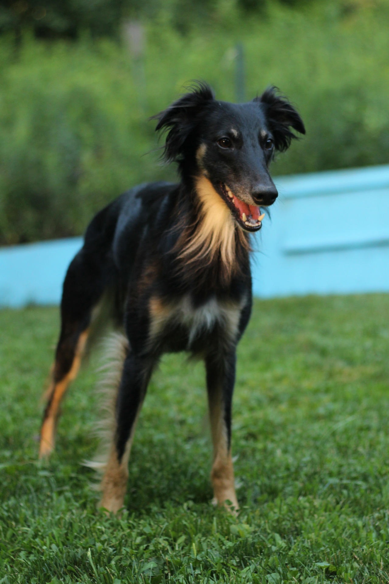 long haired whippet