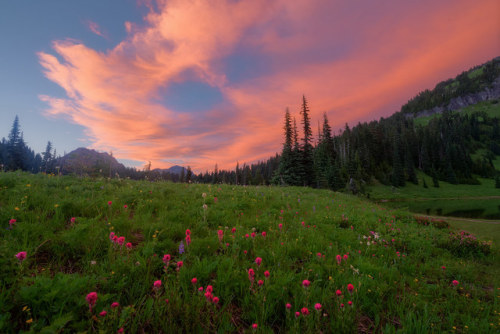 drxgonfly:Wildflowers pt 1 (by imagesofdream)Kern County, Gorman, & Mt. Rainier