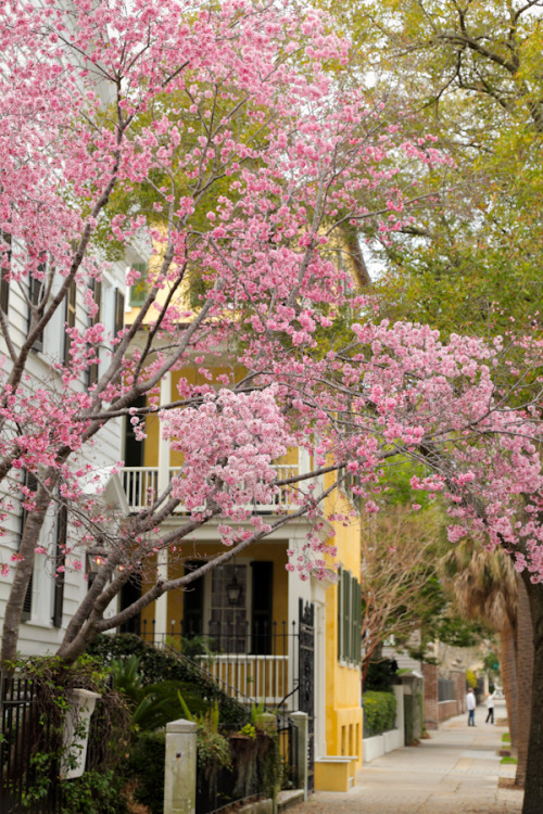 hueandeyephotography:Cherry Tree on Meeting Street, Charleston, SC© Doug Hickok  All Rights Reserved