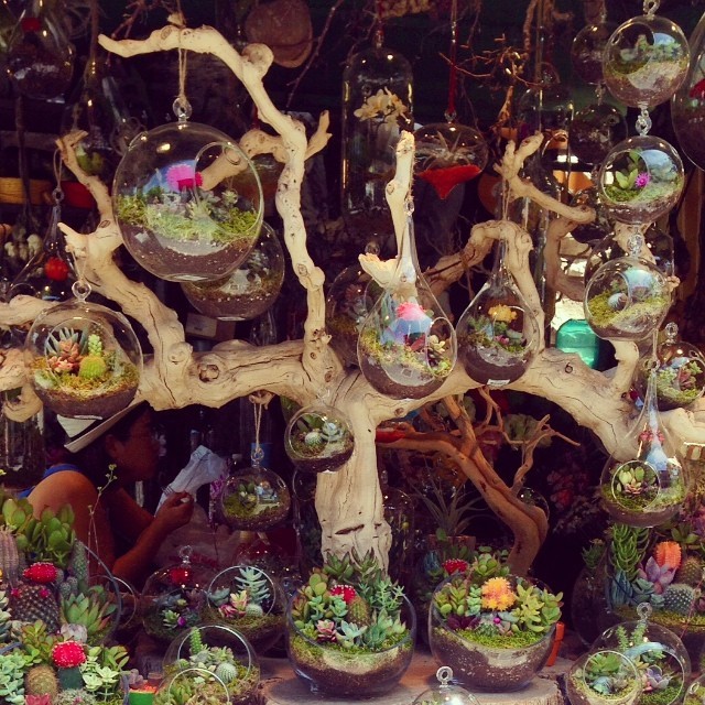vodkacupcakes:  🌾🌿✨😍 