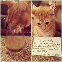 cat-shaming:  it has come to this. 