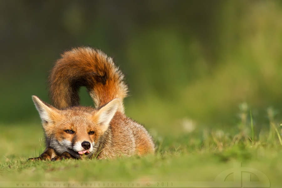naturespiritheart:    Lazy Fox II by thrumyeye (leave credit)