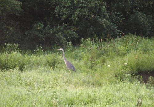 Great blue heron in a flowering meadow. I wonder if it’s a young one new from the rookery.