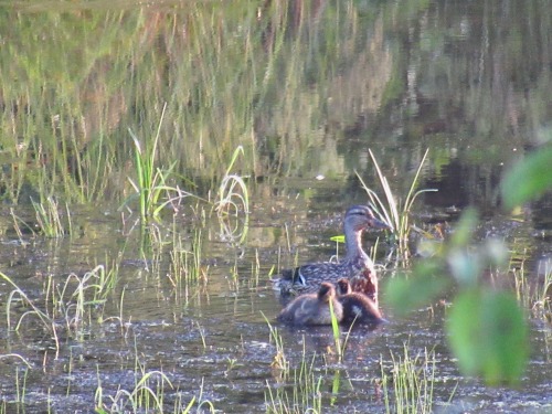 In July country ponds are centers for life. Visit early in the morning and you never know what you’l