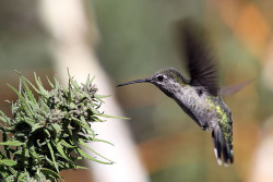 anurean:  Hummingbird feeding from the flower