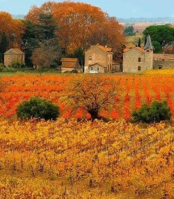 daisylav: Autumn vineyard in Provence France