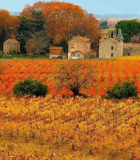 daisylav: Autumn vineyard in Provence France porn pictures