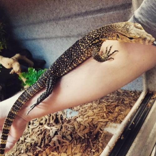 Our little educational water monitor is getting big! What a beauty!!! #paintedreptile #818 #310 #los