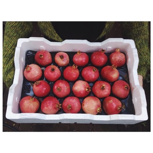 Guess who just got a whole crate of pomegranates adult photos