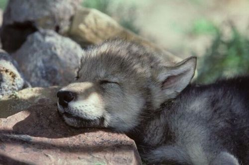 swagbat: incase ur having a bad day, heres a sleeping wolf puppy!