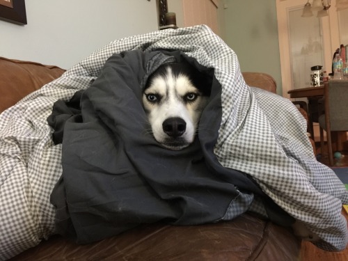 pocketfulofrocketfuel:  is-dizzle:  @pocketfulofrocketfuel @tookawaii5u pup xo  Dogdog’s face in the blanket pile. Such a cutie 