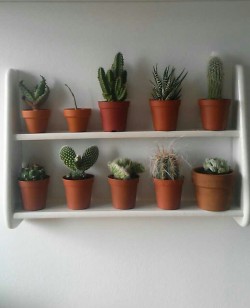 cactuzkid:  I made a spot for my beautiful creatures right above my desk 🌵☀