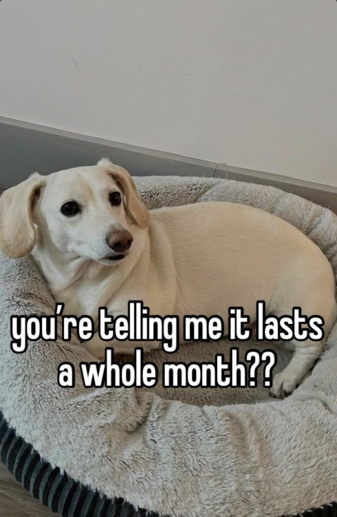 [id: a photo of a dog from the homophobic dog memes that reads “you’re telling me it las