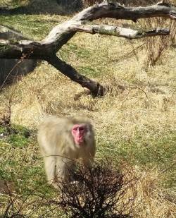 at Lincoln Park Zoo