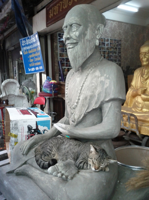 Cat - Amulet Shop - Bangkok, Thailand(by veryvalerie)