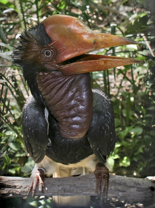 frog-and-toad-are-friends: I can’t fucking get over how much the Helmeted Hornbill looks like 