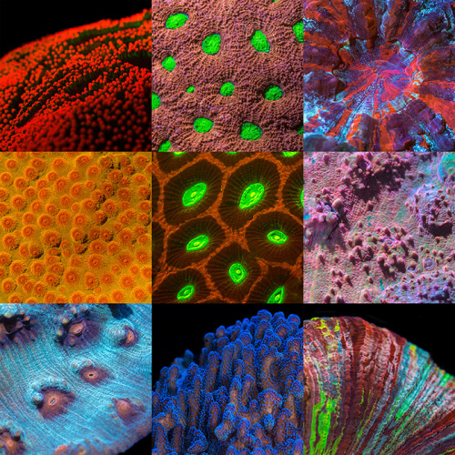 ‘Coral Morphologic 1’ 18″ x 24″ ‘Poster Edition’ featuring artwork by Robert Beatty, and