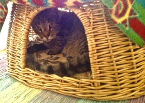 ohnopicturesofanothercat: Utley hadn’t gotten into the bottom of this basket bed since he was 