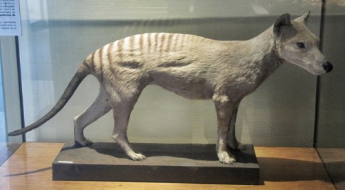 thylacine-dreams:Thylacine taxidermy at the Museo Nacional de Ciencias Naturales in Madrid, Spain. [