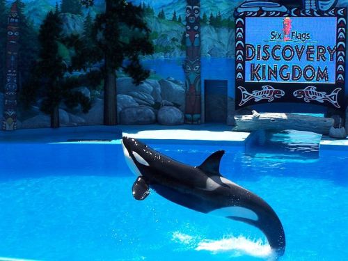 Gender: FemalePod: N/APlace of Capture: Born at Marineland Antibes, FranceDate of Capture: Born on F