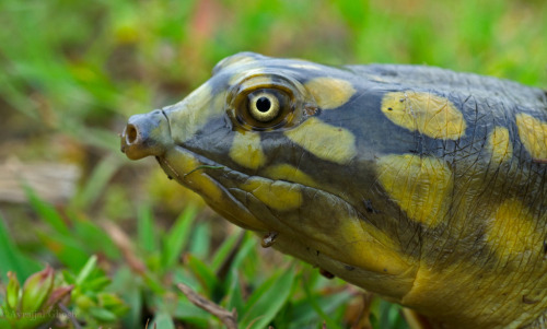 Clap For The Indian Flapshell Turtle!