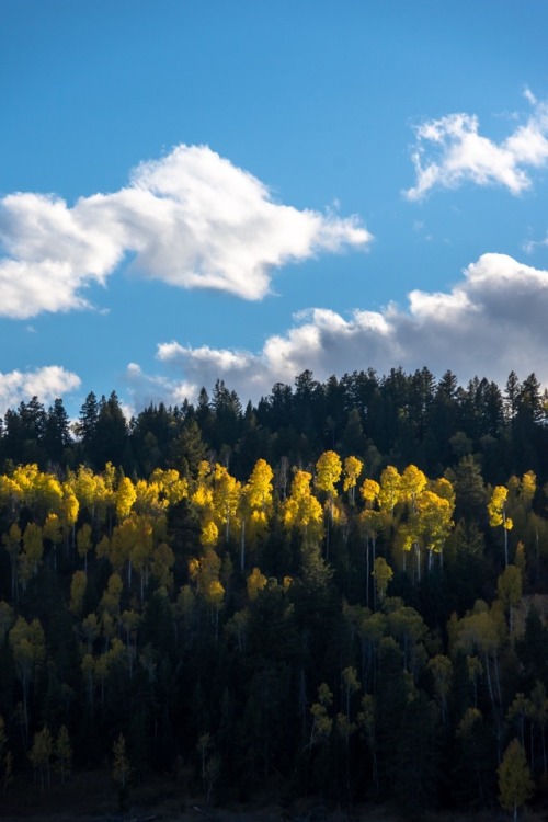 zeisenhauer:Fall in Jackson Hole, Wyoming. @zeisenhauer