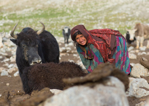  Wakhi nomad woman milking a yak, Big pamir, Wakhan, Badakhshan, Afghanistan.  Taken on August 11, 2