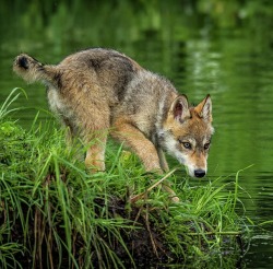 Beautiful-Wildlife:  Grey Wolf Pup By Rona Schwarz