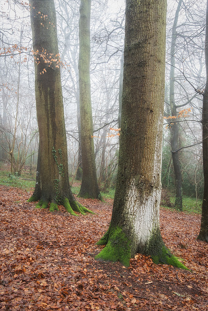 Misty Woods #1 by Julian Baird on Flickr.