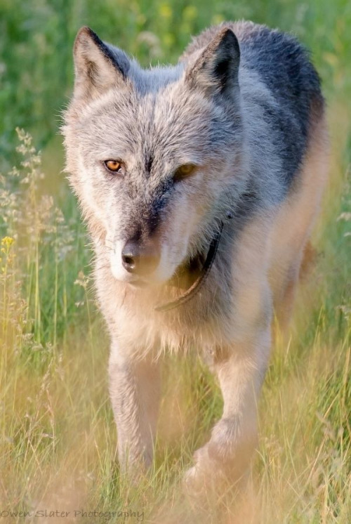 wolveswolves:  By Owen Slater