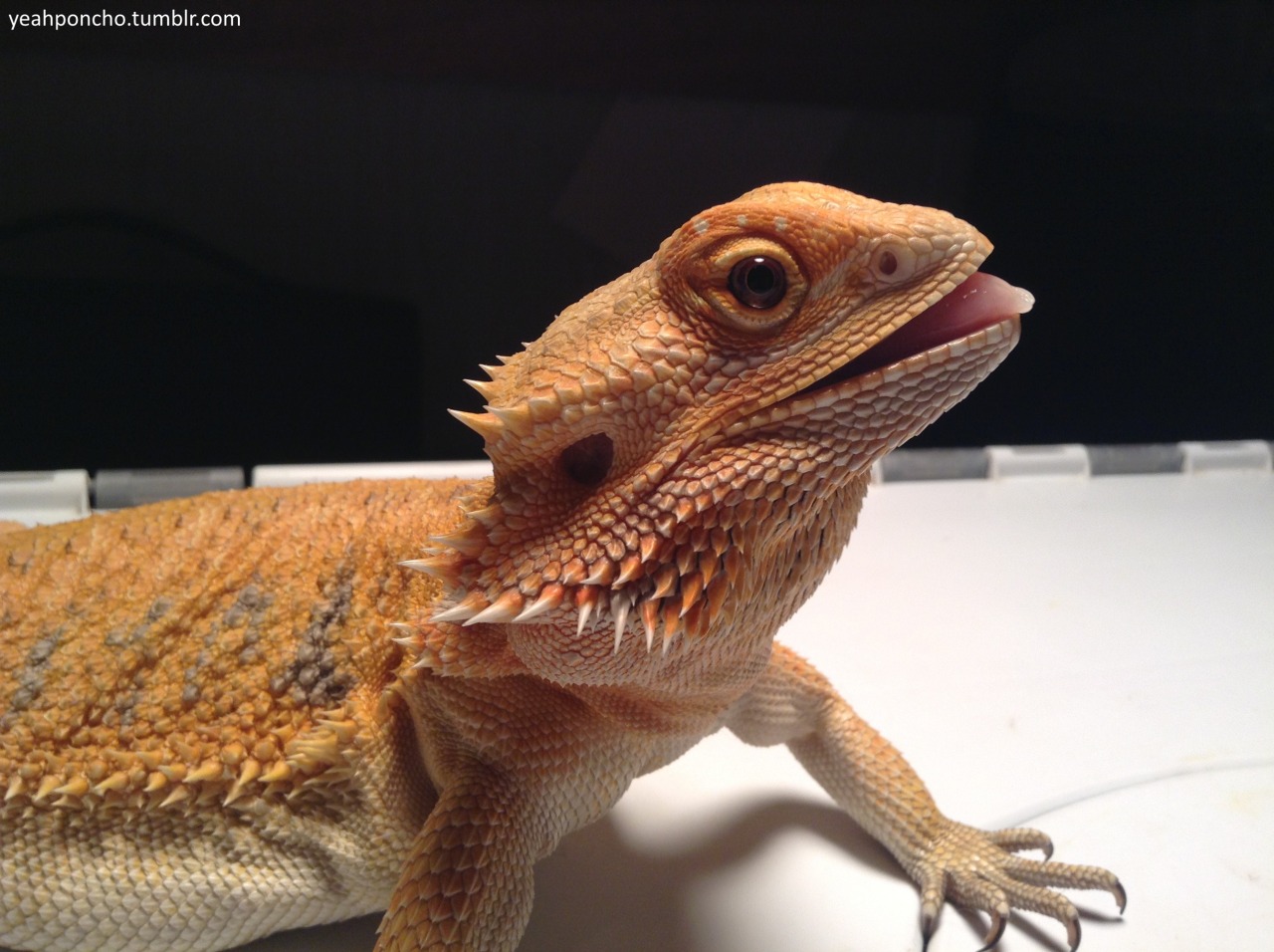 yeahponcho:  just imagine: there are people that don’t think lizards are cute.