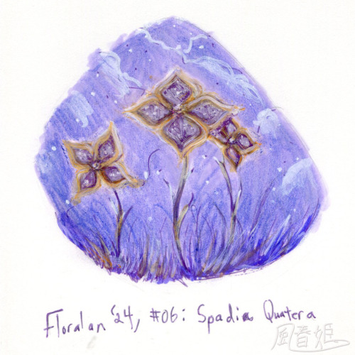 Spadia Quatera