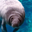 manatees4life