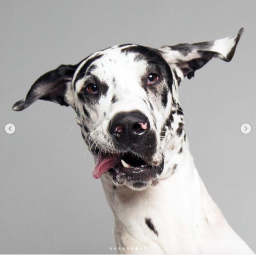 babyanimalgifs: Derpy expressions by dogs (@offleashstudio)