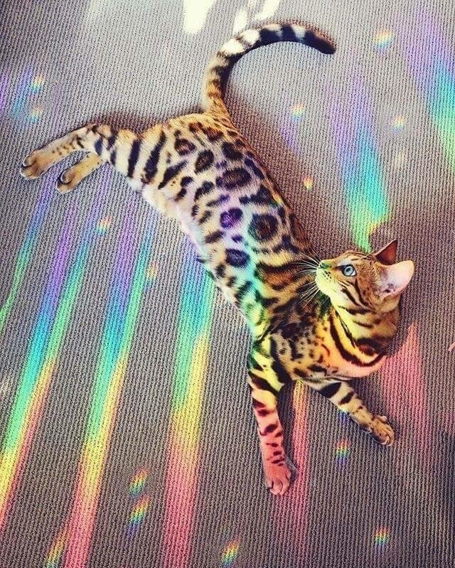 c a t s