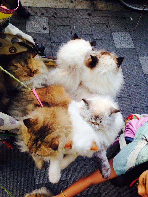 Because who doesn’t need a stroller of cats.