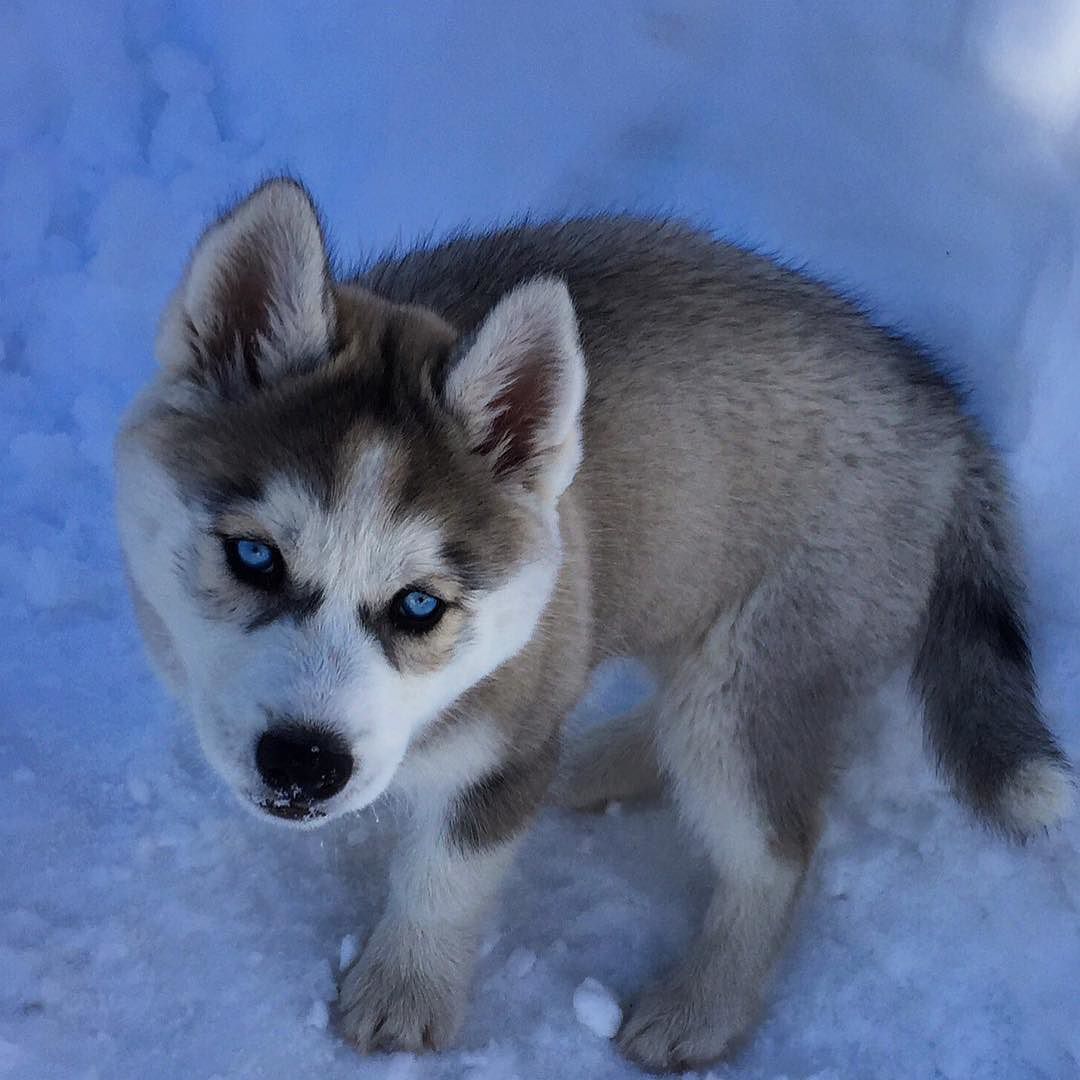 huskiesofig:  Instagram: sibhuskyluna | Discover a random husky! HuskiesOfIG | @Huskies_IG
