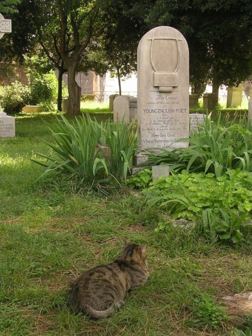 revolutionnaire-e:I love photographs of cats at the grave of John Keats. I believe it’s what h