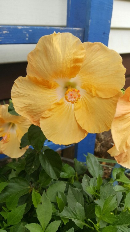 whimsy79: Around the yard