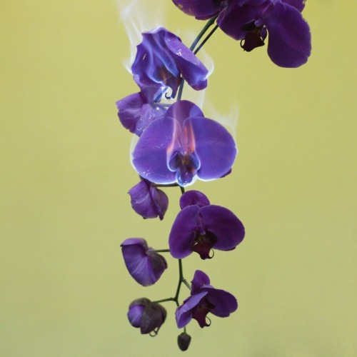 coldcatalyst89:  asylum-art-2:   Beautiful Flowers Engulfed in Flames by 蒋志|Jiangzhi  “Beautiful things and objects themselves will ultimately disappear, but  the beauty itself will live on, as well as love. Perhaps this is what I  am trying to