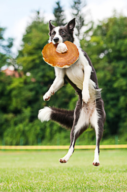 Dennys:  Warriorpossible: Dennys:  Jumping Doggo Catch Pancake!!!  Dennys Please