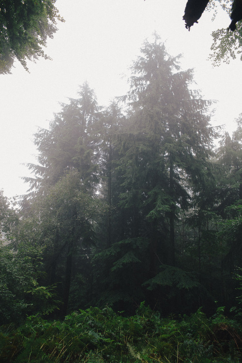 ardley:Quantock Forests, SomersetPhotographed by Freddie Ardley | website | instagram