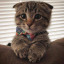 addilovescats