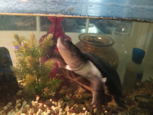 This Is My Turtle Please Say Hello To Him Be Kind