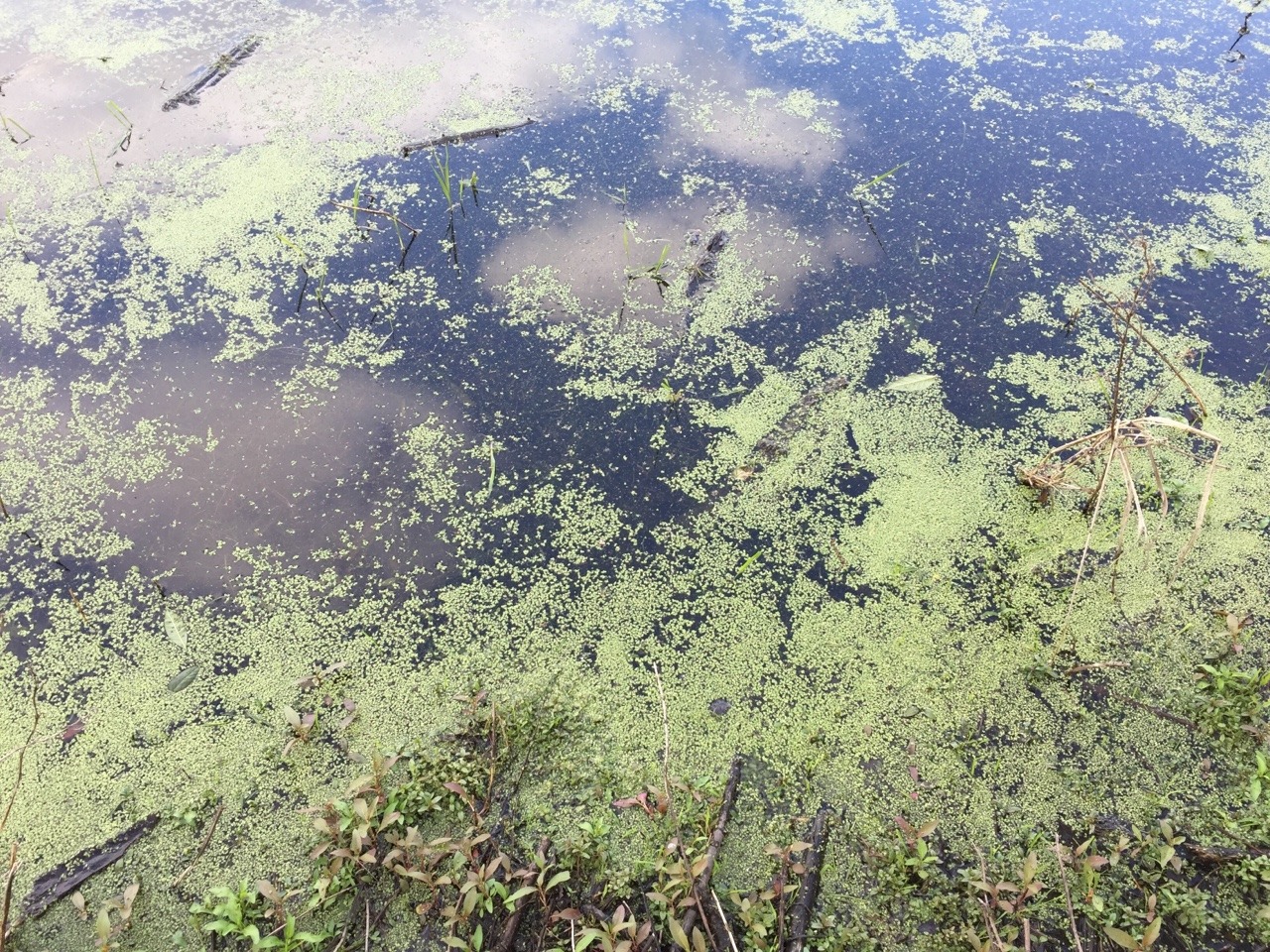 cloudy bog