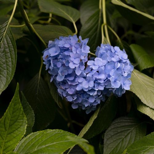 紫陽花#紫陽花 #京都 #藤森神社 (藤森神社) https://www.instagram.com/p/CQBCByaNyTl/?utm_medium=tumblr