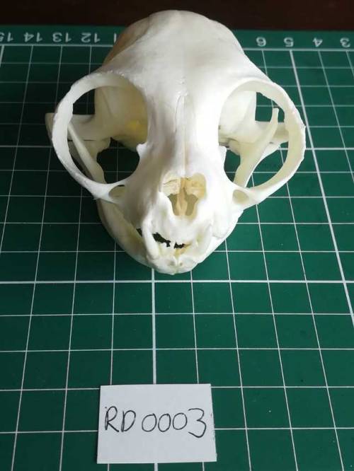 FOR SALE: Persian c.at skull. This was an old c.at, and almost all its teeth have fallen out during 