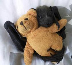 thegoodintentionspavingco:  BATS WITH BEARS IT’S ALL I’VE EVER WANTED 